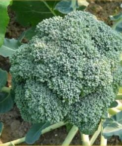 Alternative view of 1000 WALTHAM 29 BROCCOLI Brassica Oleracea Vegetable Seeds