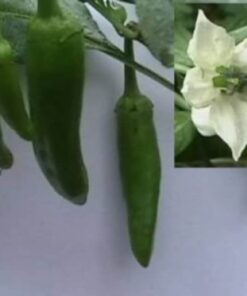 Alternative view of 75 CUBANELLE PEPPER (Italian Sweets / Banana Pepper / Italian Frying Pepper) Capsicum Annuum Vegetable Seeds