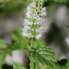 500 SPEARMINT (English Mint) Mentha Spicata Herb Flower Seeds