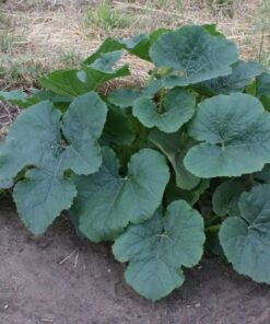 Alternative view of 50 VEGETABLE SPAGHETTI SQUASH Winter Cucurbita Pepo Seeds