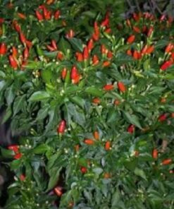 Alternative view of 50 TABASCO PEPPER Hot Red Capsicum Fruitescens Vegetable Seeds *Flat S/H
