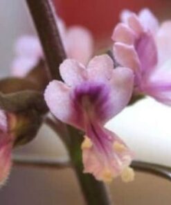 Alternative view of 500 ANISE PERSIAN BASIL Ocimum Basilicum Herb Flower Seeds