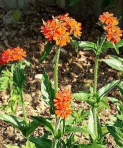 Alternative view of 300 MALTESE CROSS (Jerusalem Cross / Campion) Lychnis Chalcedonica Flower Seeds