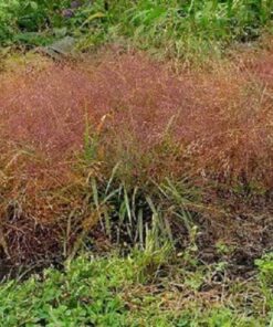 100 RUBY SILK LOVEGRASS Ornamental Love Grass Eragrostis Tef Seeds