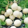 500 Hailstone WHITE GLOBE RADISH Raphanus Sativus Vegetable Seeds