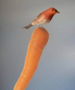 Alternative view of 1500 IMPERATOR 58 CARROT Daucus Carota Seeds