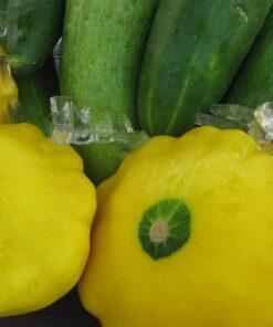 Alternative view of 10 Golden YELLOW Bush SCALLOP SQUASH (Patty Pan / Paty Pan / Squanter Squash) Summer Cucurbita Pepo Vegetable Seeds
