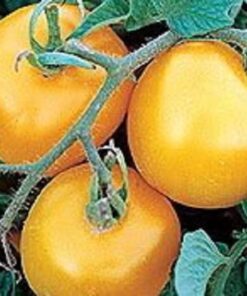 Alternative view of 150 GOLDEN JUBILEE TOMATO Yellow Lycopersicon Lycopersicum Fruit Vegetable Seeds
