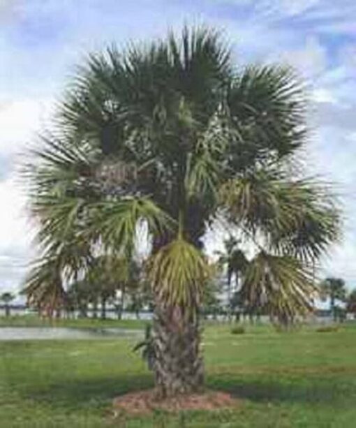 10 Hardy SABAL PALM TREE Cabbage Palmetto Flower Seeds
