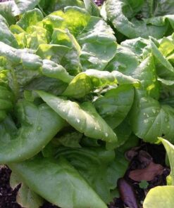 Alternative view of 3000 BUTTERCRUNCH LEAF LETTUCE Lactuca Sativa Vegetable Seeds