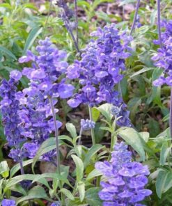 500 BLUE BEDDER SAGE Salvia Farinacea Flower Seeds