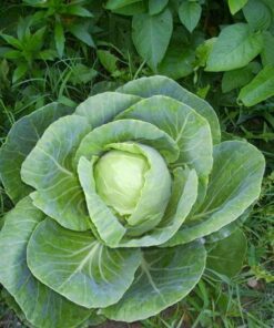 Alternative view of 500 Early JERSEY WAKEFIELD CABBAGE Brassica Oleracea Capitata Vegetable Seeds