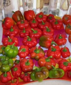 Alternative view of 100 PIMENTO PEPPER (Red Sweet Pimientio / Italianelle / Cheese