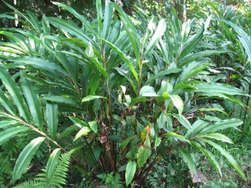 5 CARDAMON CARDAMOM Alpinia Oxyphylla HERB Flower Shrub Tree Seeds