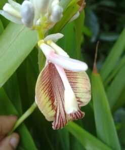 Alternative view of 5 CARDAMON CARDAMOM Alpinia Oxyphylla HERB Flower Shrub Tree Seeds