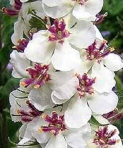 Alternative view of 100 MIXED COLORS VERBASCUM Verbascum Phoeniceum Flower Seeds