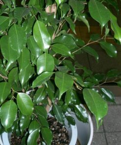 Alternative view of 30 FICUS TREE (Bodhi Tree / Sacred Fig / Bo Tree / Pipal) Ficus Religiosa Seeds