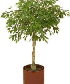 30 FICUS TREE (Bodhi Tree / Sacred Fig / Bo Tree / Pipal) Ficus Religiosa Seeds