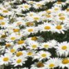 1000 DWARF White SHASTA DAISY Chrysanthemum Maximum Flower Seeds