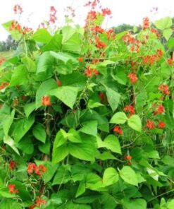 Alternative view of 25 SCARLET RUNNER Pole BEAN Ornamental Red Flowers Phaseolus Vulgaris Vegetable Seeds