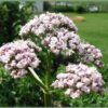 250 VALERIAN (Garden Heliotrope / Heal All) Valeriana Officinalis Herb Flower Seeds