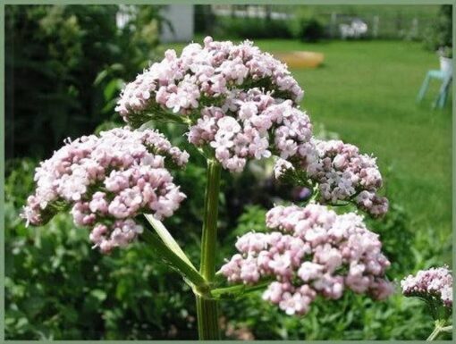 250 VALERIAN (Garden Heliotrope / Heal All) Valeriana Officinalis Herb Flower Seeds
