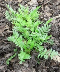 Alternative view of 250 VALERIAN (Garden Heliotrope / Heal All) Valeriana Officinalis Herb Flower Seeds