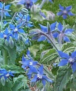 100 Blue Star BORAGE HERB Borago Officinalis Flower Seeds