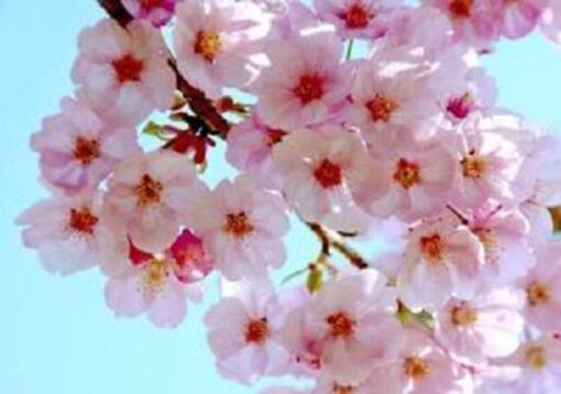 10 JAPANESE CHERRY TREE Pink Cloud Oriental Sweet Prunus Serrulata Flower Seeds