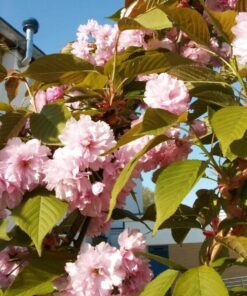 Alternative view of 10 JAPANESE CHERRY TREE Pink Cloud Oriental Sweet Prunus Serrulata Flower Seeds