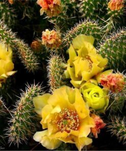 Alternative view of 10 Yellow PRICKLY PEAR CACTUS Opuntia Ficus