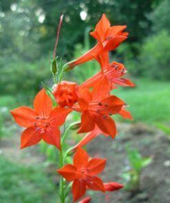 Alternative view of 200 STANDING CYPRESS (Scarlet Gilia) Ipomopsis Rubra Flower Seeds