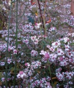 Alternative view of 100 LADY In BLACK Calico ASTER Aster Lateriflorus Flower Seeds