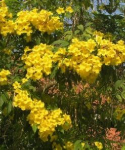 Alternative view of 10 TECOMA STANS (Yellow Trumpetbush / Yellow Bells / Yellow Elder / Esperanza) Flower Shrub Bush Seeds