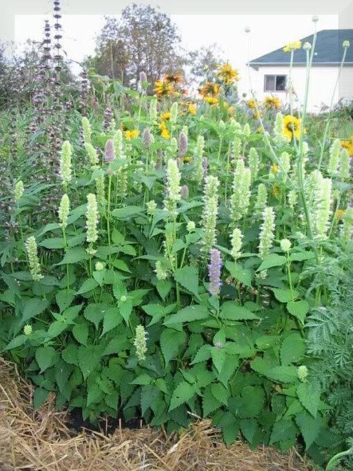 500 GIANT YELLOW HYSSOP Agastache Nepetoides Herb Flower Seeds Comb S/H
