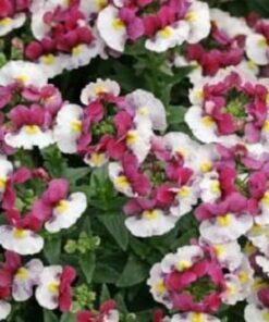 Alternative view of 50 CARNIVAL MIX NEMESIA Strumosa Flower Seeds Mixed Colors *Comb S/H