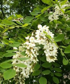 25 Flowering BLACK LOCUST TREE (Yellow Locust / False Acacia) Robinia Psuedoacacia Seeds
