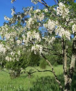 Alternative view of 25 Flowering BLACK LOCUST TREE (Yellow Locust / False Acacia) Robinia Psuedoacacia Seeds