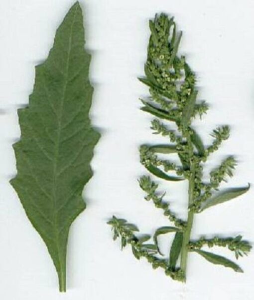 300 EPAZOTE (Mexican Tea) Chenopodium Ambrosioides Dysphania Herb Flower Seeds