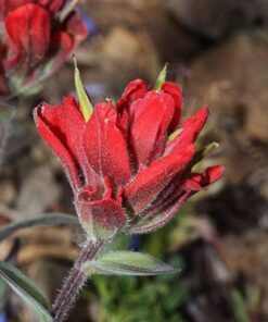 Alternative view of 50 Red INDIAN PAINTBRUSH Castilleja Indivisa Flower Seeds