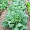 250 VATES COLLARDS Collard Greens Brassica Oleracea Acephala Vegetable Seeds