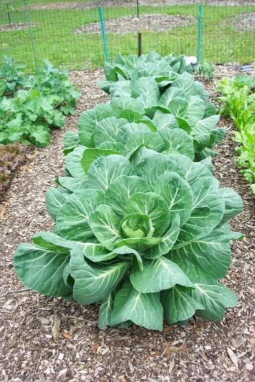 250 VATES COLLARDS Collard Greens Brassica Oleracea Acephala Vegetable Seeds