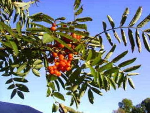 20 ASH TREE Mountain / Amur / Rowan Sorbus Aucuparia Seeds Comb S/H