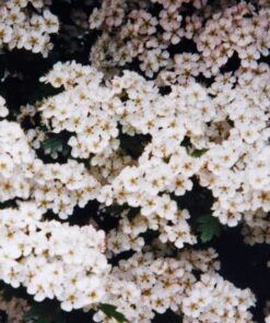 Alternative view of 20 ASH TREE Mountain / Amur / Rowan Sorbus Aucuparia Seeds Comb S/H