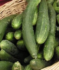 Alternative view of 200 MARKETMORE 76 SLICING CUCUMBER Fruit Cucumis Sativus Seeds