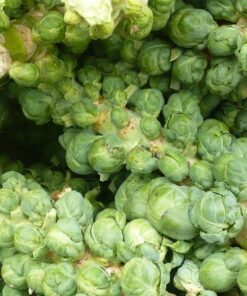Alternative view of 1000 Long Island IMPROVED BRUSSEL SPROUTS Brassica Oleracea Gemmifera Vegetable Seeds