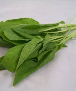 Alternative view of 200 LARGE LEAF SORREL (Garden Sorrel / Spinach Dock / Redshank) Rumex Acetosa Vegetable Seeds