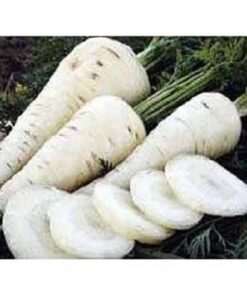 Alternative view of 300 LUNAR WHITE CARROT Daucus Carota Vegetable Seeds *Comb S/H