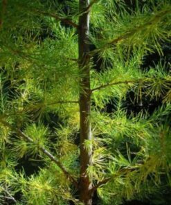 25 EUROPEAN LARCH TREE Pine Pinetree Evergreen Larix Decidua Seeds