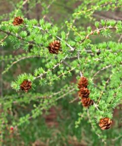 Alternative view of 25 EUROPEAN LARCH TREE Pine Pinetree Evergreen Larix Decidua Seeds